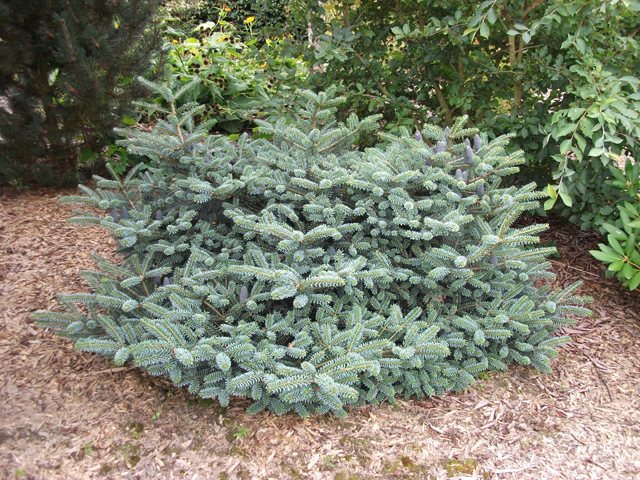 Abies koreana 'Bonsai Blue'